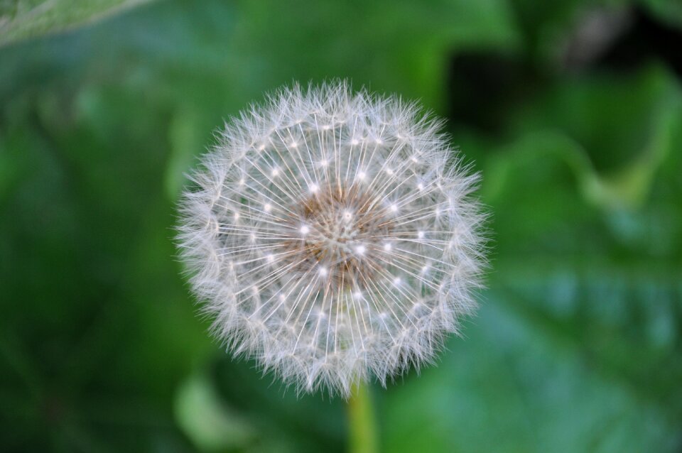 Nature white egret dandelion
