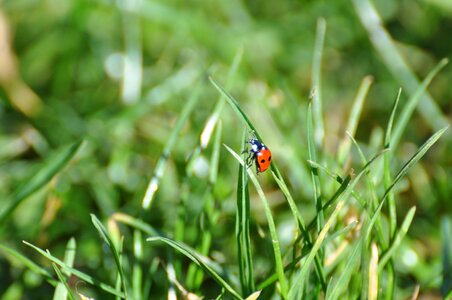 Flowers red green photo