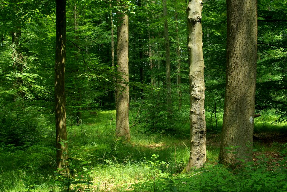 Nature forestry green