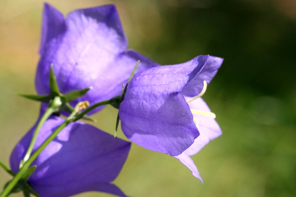 Flower blue clock nature