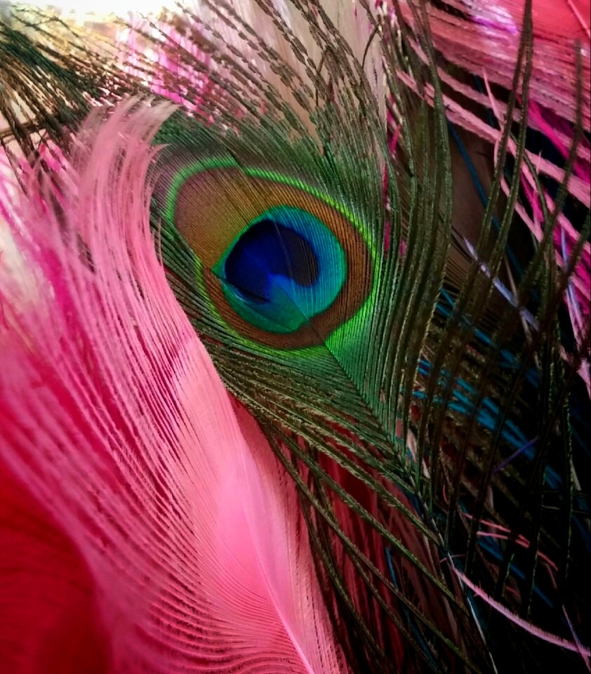 Bird pink