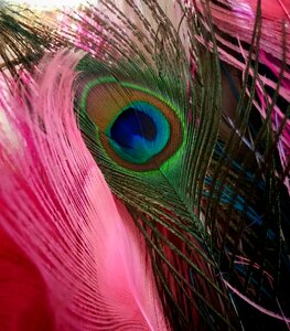 Bird pink
