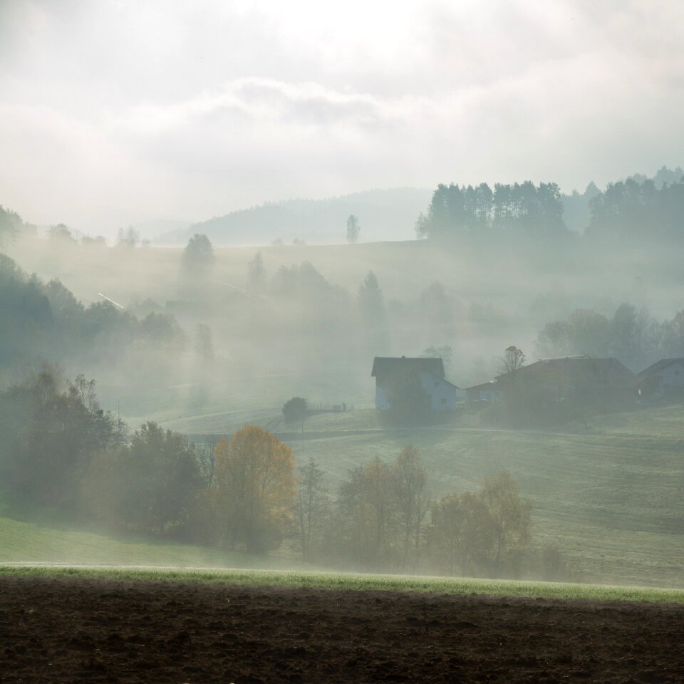 Meadow fog bank morning photo