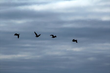 Flying swarm flock of birds photo