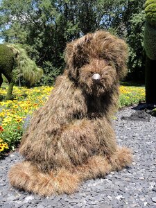Plant animal grass