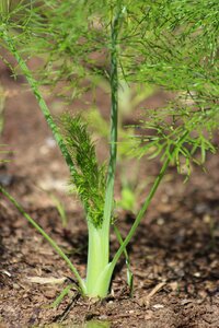 Dirt garden fennel