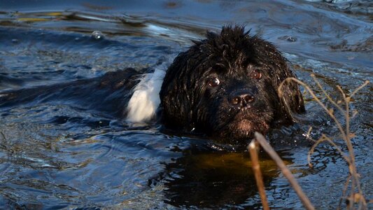 Water newfoundland landseer