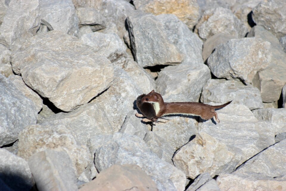 Mustelidae rocks vole