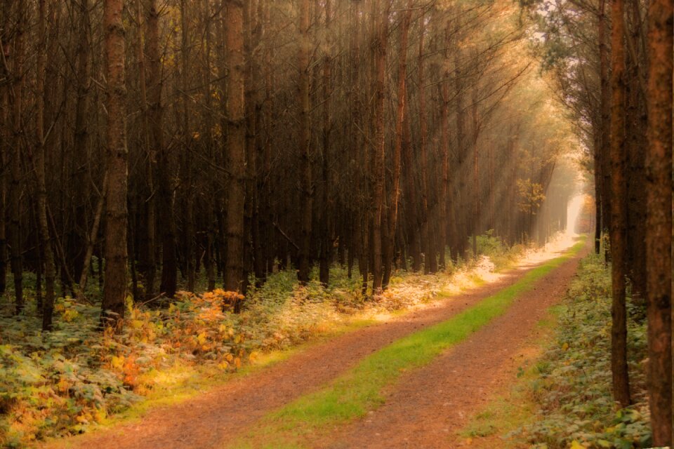 Forest glass joke sunbeam