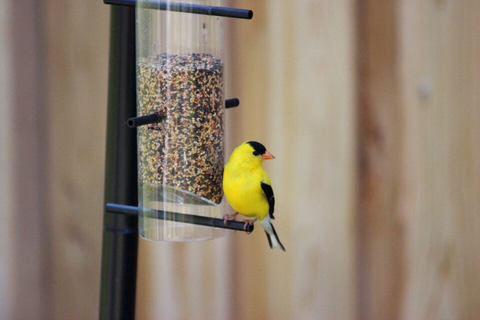North american bird finch family bird
