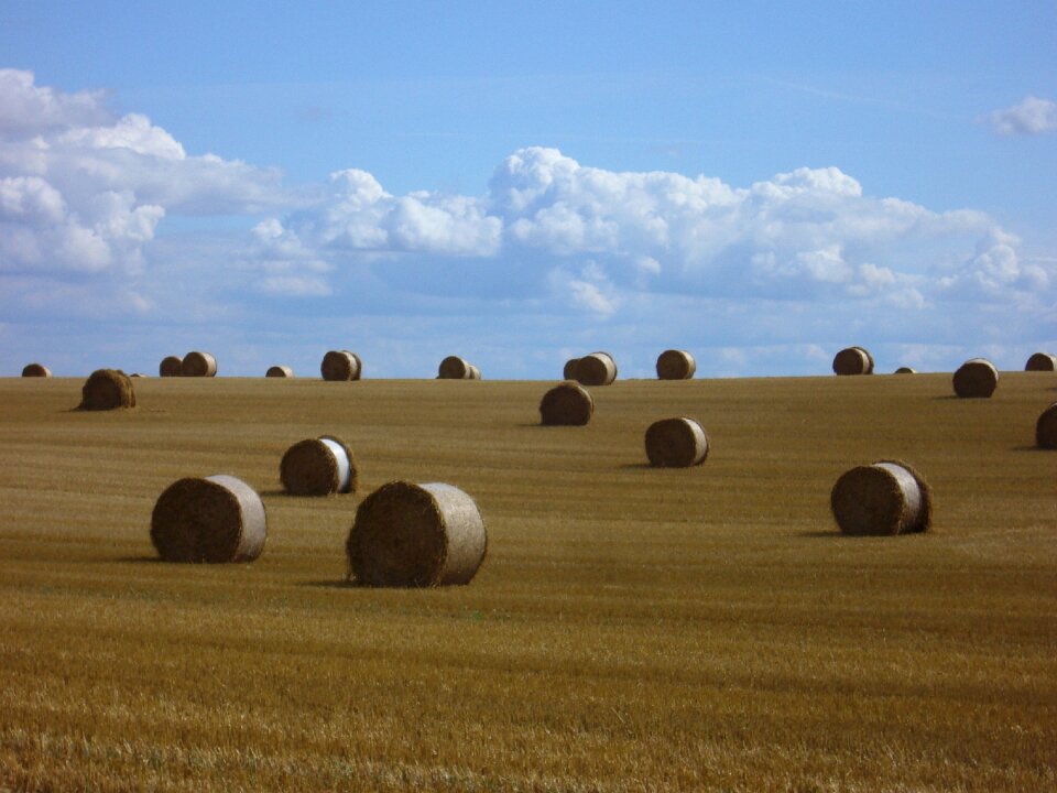 Agriculture summer stubble