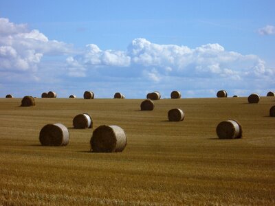 Agriculture summer stubble photo