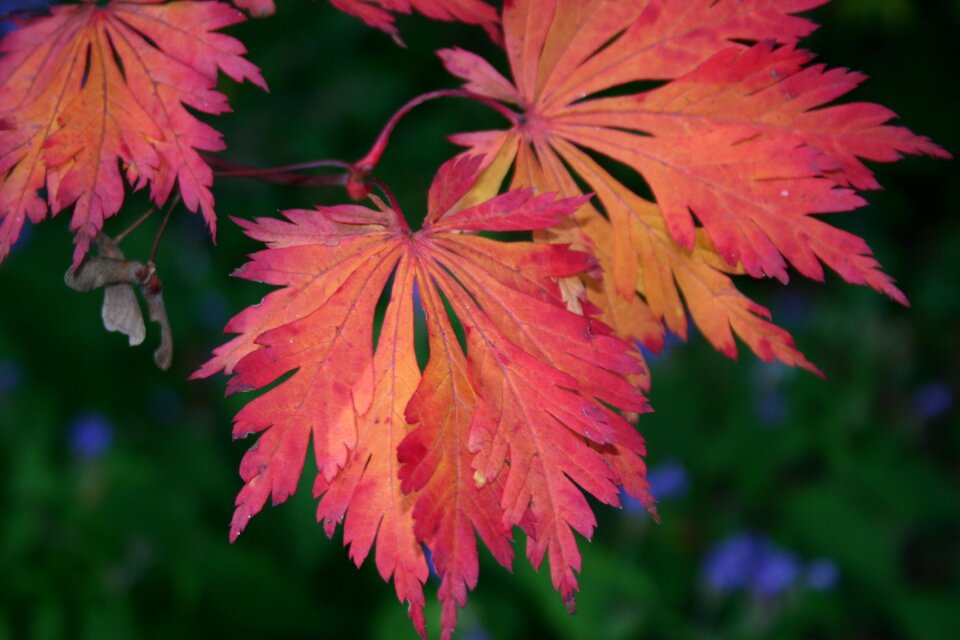 Red leaf leaves