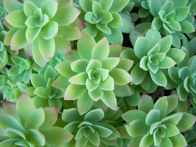 Leaves blue-green plant