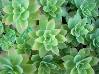 Leaves blue-green plant photo