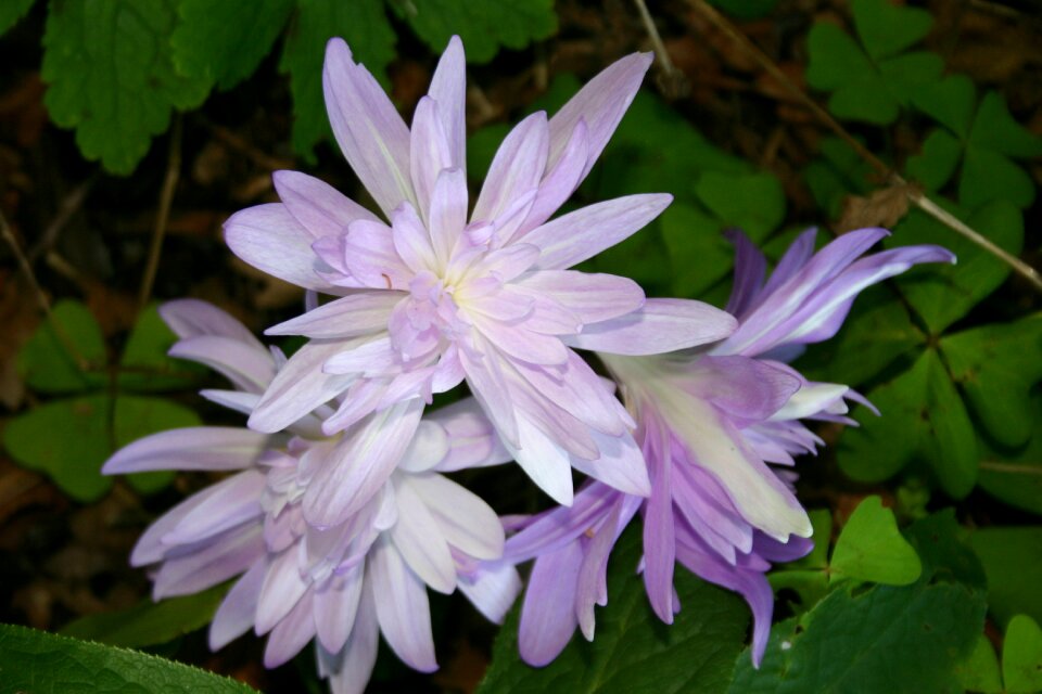 Star shaped autumn petals