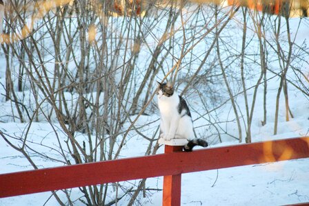 Snow fur pallet