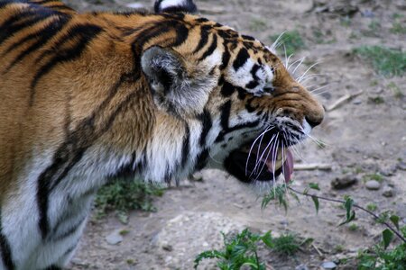 Predator big cat zoo