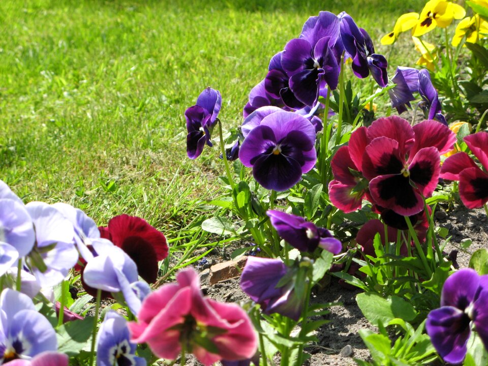 Pansies spring garden