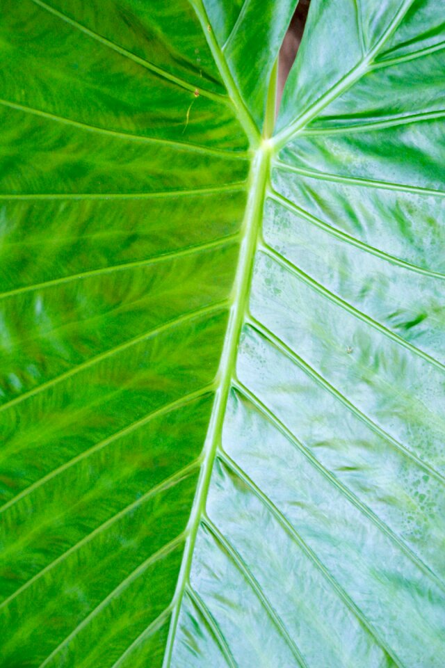 Exotic palm tree palm fronds photo