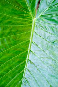 Exotic palm tree palm fronds