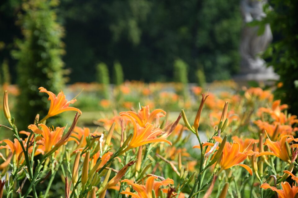 Plants summer park
