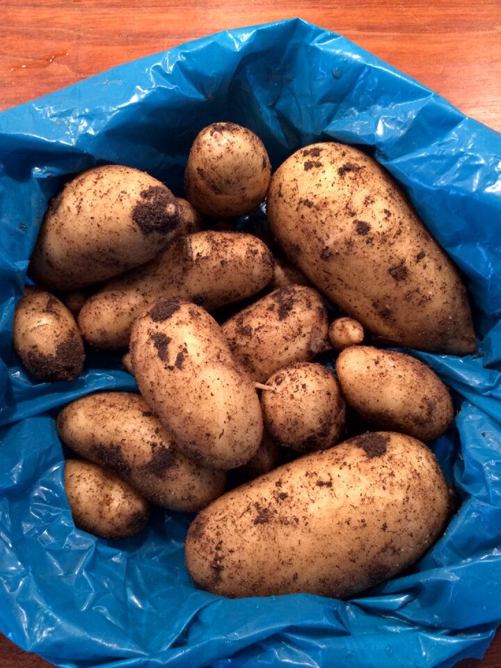 Harvest new potatoes summer