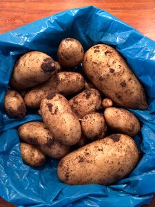 Harvest new potatoes summer