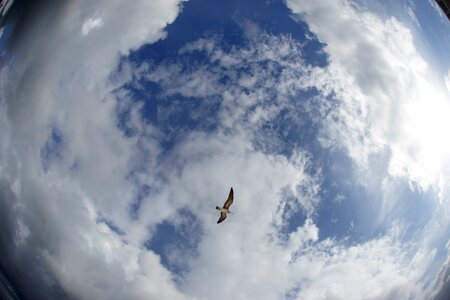 Bird flight round