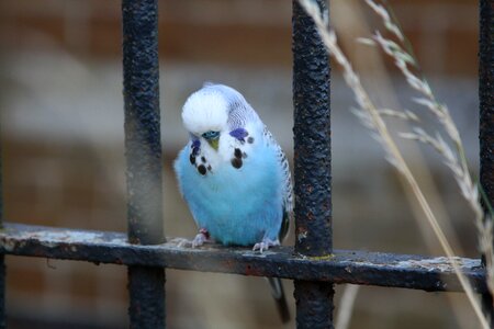 Small beak feather