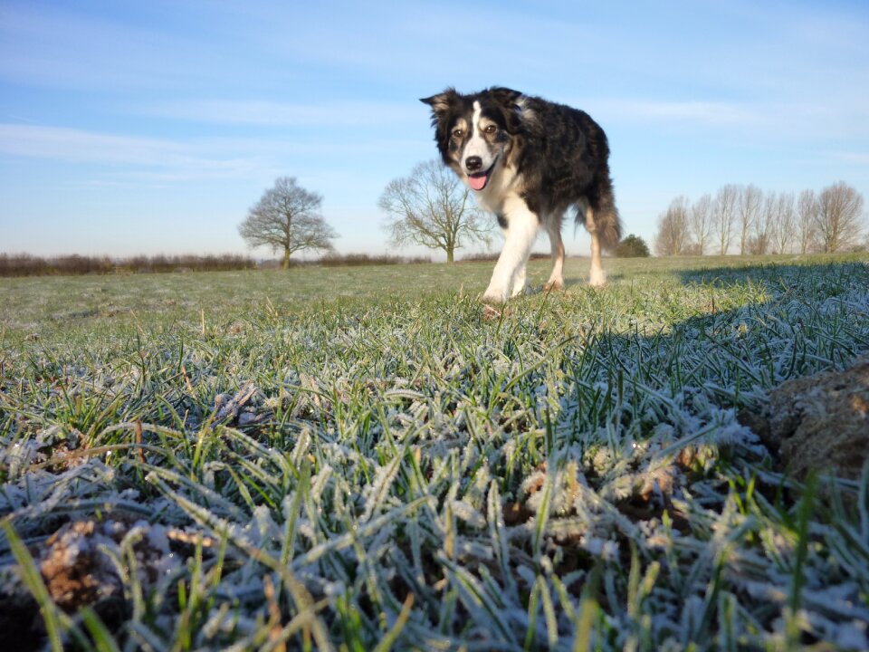 Canine border pet photo