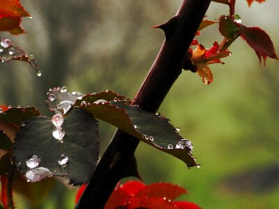 Flower rosa drop