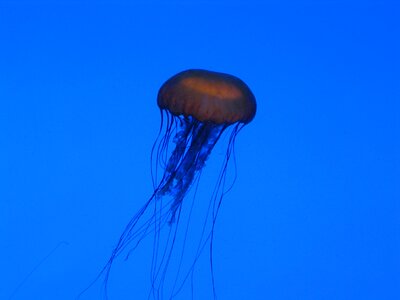 Wildlife aquatic ocean