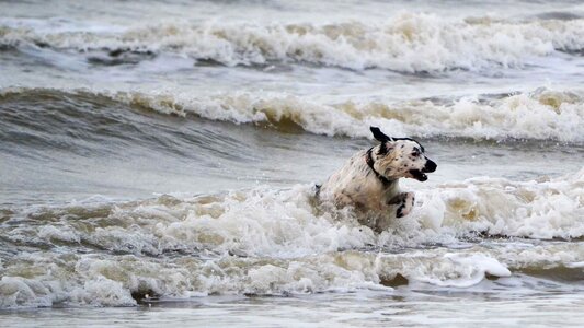 Frisian pointing dog charlie cool water