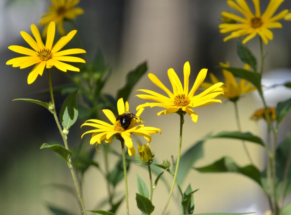 Bee botanical