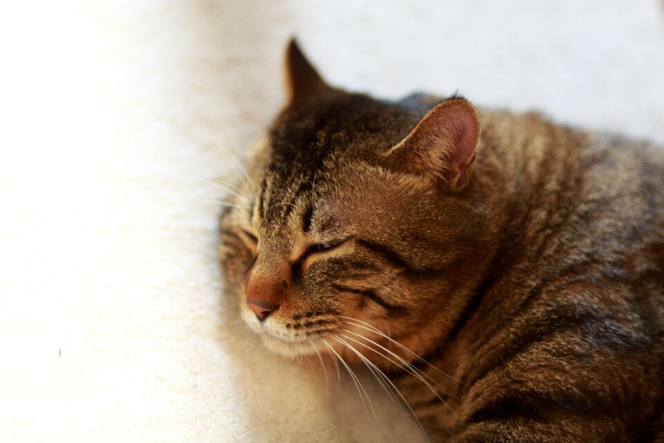 Cute sleep sleeping