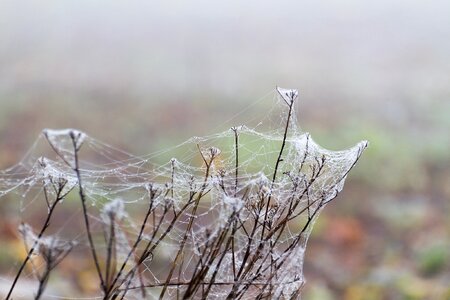 Morgentau autumn meadow