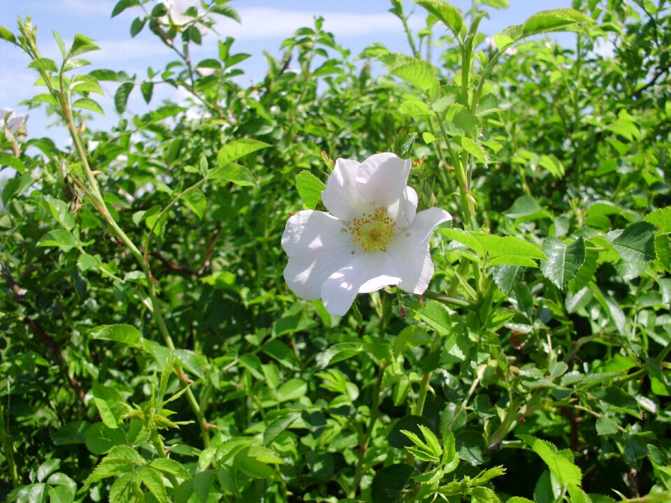 Plant white petals flower