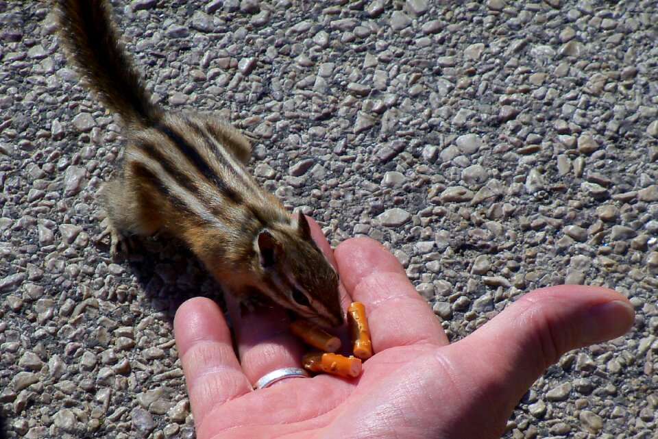 Cute rodent nature