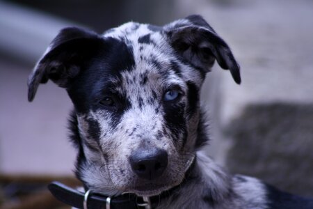 Medium young dog portrait photo