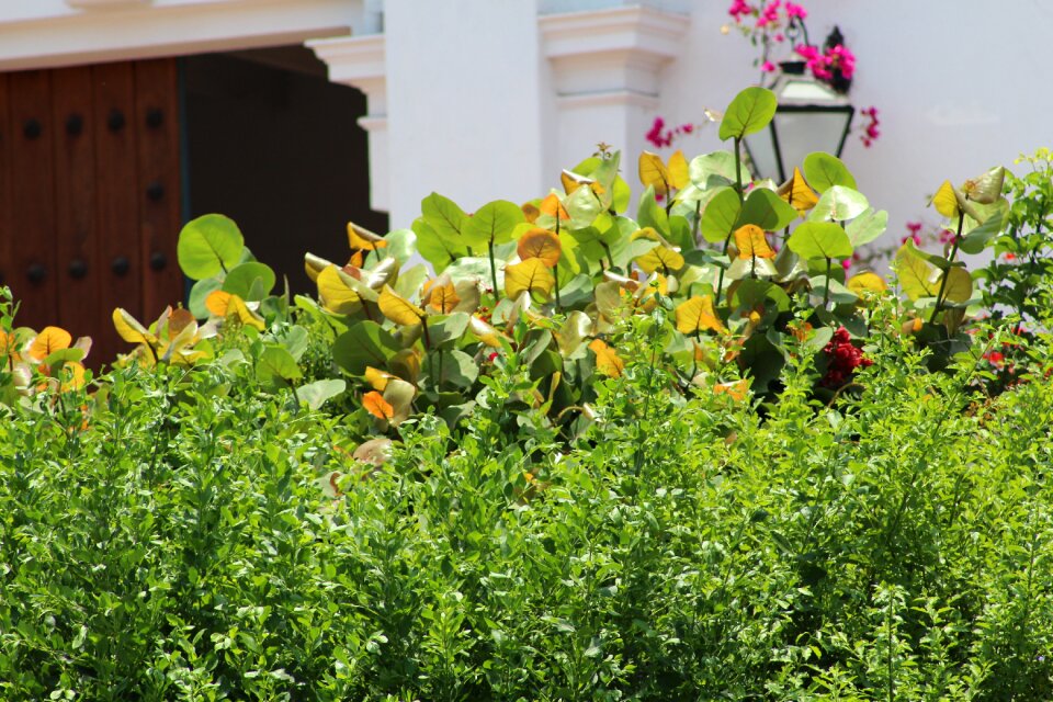Nature spring garden