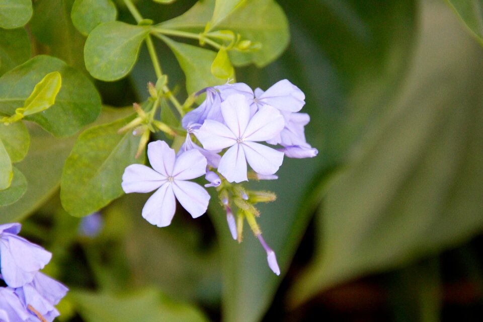 Flower plant nature
