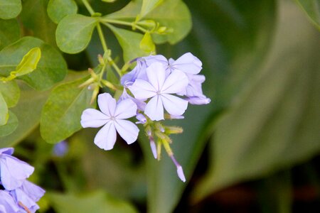 Flower plant nature