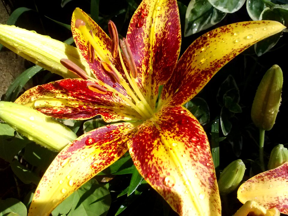 Blossom flower