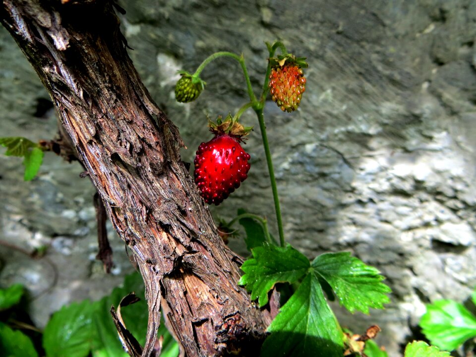 Wild plant berry fruit
