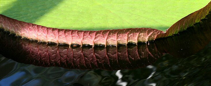 Water waterlily kelluvalehtinen photo