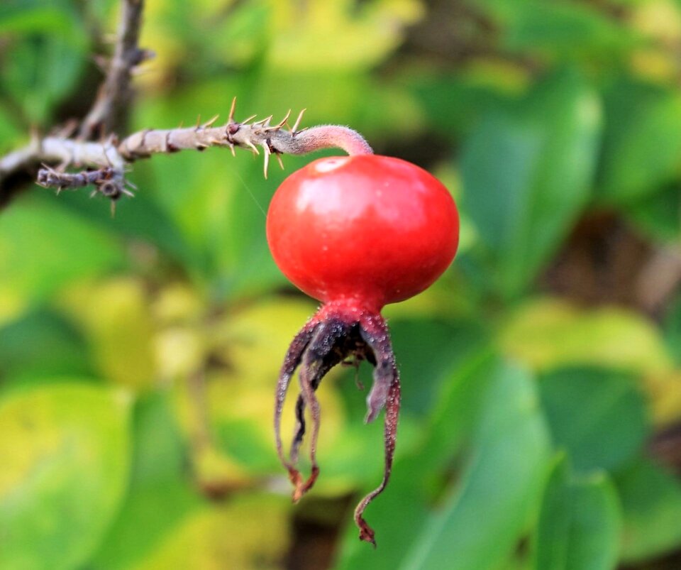 Berry fruit nature