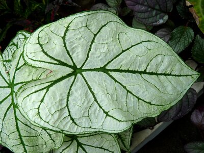 Plant kaladie tropical