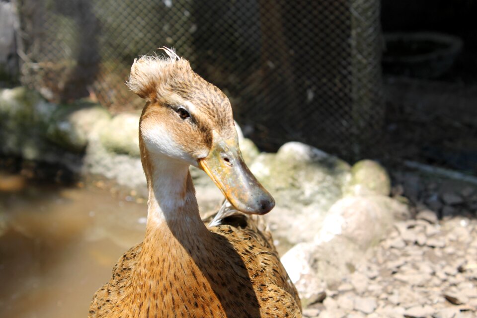 Animals nature duck