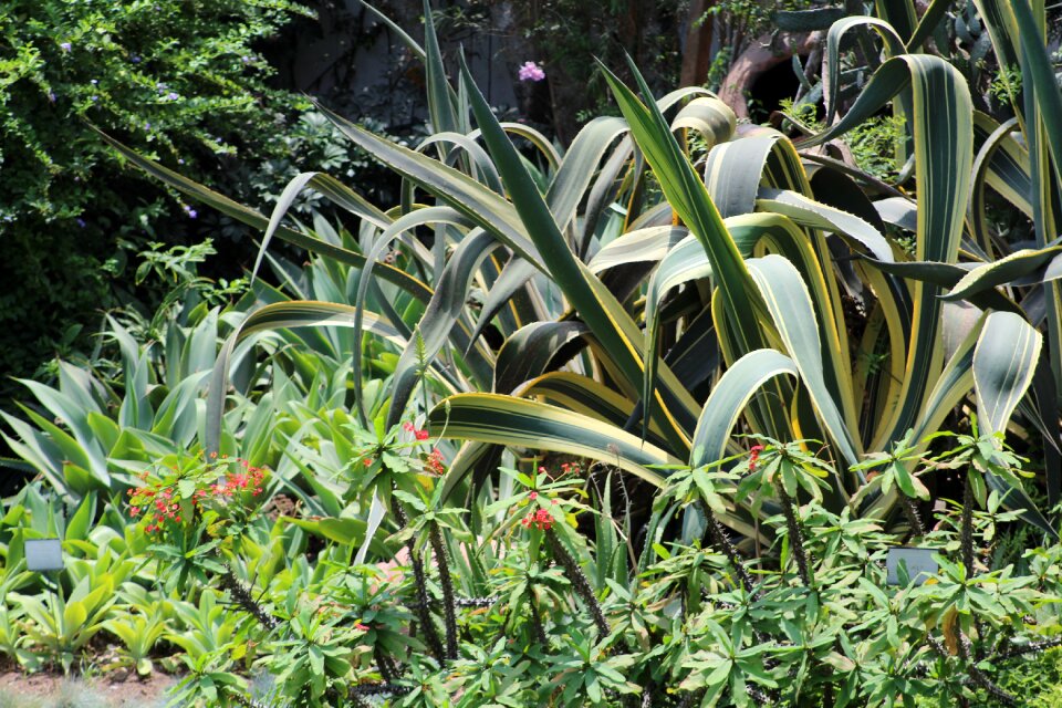 Nature spring garden